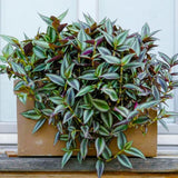 4 Zebrina Wandering Jew Plants, Live Indoor Plant 3-5 Inches, Colorful Trailing Tradescantia for Home, Office and Hanging Baskets