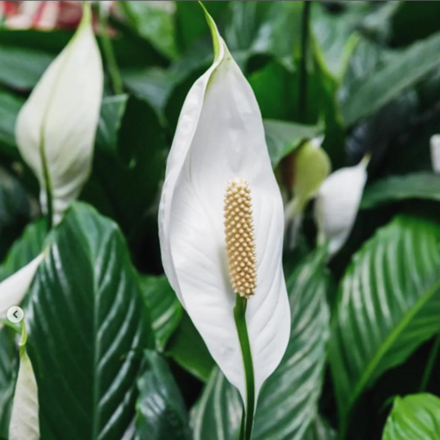 Peace Lily Plant Live, 4-6'' Tall, White Flower Indoor Houseplant, Outdoor for Growing, No Pot