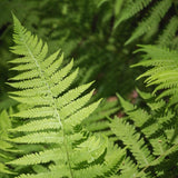 10 Fern Live Plants, Live Fern Plants, Cinnamon Ferns Bare Roots, Cinnamon Fern Plant, Cinnamon Fern Starter Plant for Growing Indoor