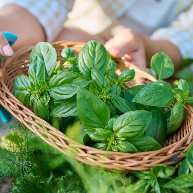Sweet Basil Herb Plant Live, 6 Inch Tall, in 3" Pot, Fresh Culinary Herb for Indoor or Outdoor Growing