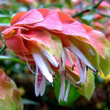 Red Shrimp Plant Live, 4-9" Tall, Tropical Houseplant Well-Rooted