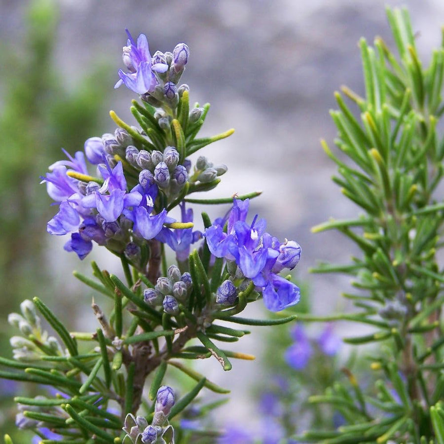 100 Count Rosemary Seeds, Culinary Herb for Garden, Patio, and Indoor Growing