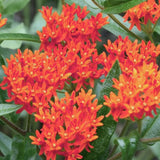 2 Mikweed Live Plants, Asclepias Tuberosa Perennial Flowers Plants, Tropical Butterfly Milkweeds 4-8 Inch for Outdoor Garden (Deep Red)