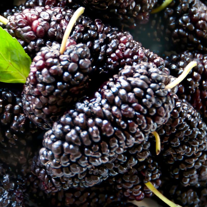 Dwarf Mulberry Tree Live Plant for Planting 6-10 Inch Tall, Everbearing Mulberry Plant, Sweet Mulberry Fruit Plant, in 3.5" Pot
