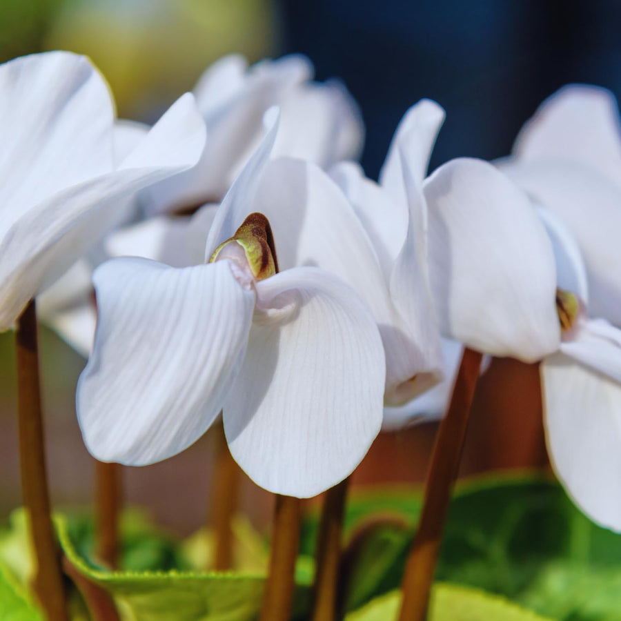 White Cyclamen Plant Live, Cyclamen Flower Live Plant, 5'' to 7'' Tall, Easy to Plant, Out Garden