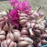 1 LB Jumbo Size Purple Garlic for Planting in Spring, Softneck Hardneck Garlic Bulbs for Planting, Fresh and High Yield, Cold Hardy, Fast-growing, 5-6 Bulbs Garlic