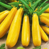 2 Yellow Zucchini Plants Live, Squash Vegetable Plants, 5–9 Inches Tall, Well Rooted, Ready for Home Garden Growing