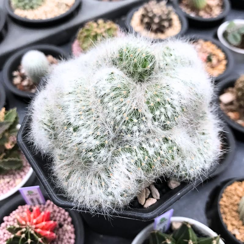 White Cactus Live Plant in 4" Pot, Rare Cactus Succulent for Home Décor, Indoor Outdoor Growing