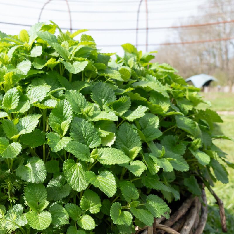 Set 3 Lemon Balm Plants Live, 5-9 Inch Tall, Fragrant Herb Plant for Indoor Outdoor Growing, Well-Rooted