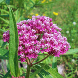2 Pink Butterfly Milkweed Plants Live, Live Milkweed Plants, Asclepias Tuberosa Plant for Gardening, 5 to 7 Inc Tall