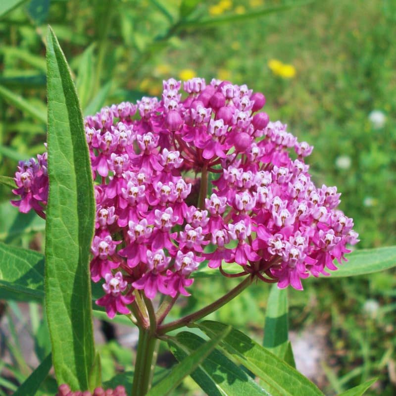 2 Pink Butterfly Milkweed Plants Live, Live Milkweed Plants, Asclepias Tuberosa Plant for Gardening, 5 to 7 Inc Tall