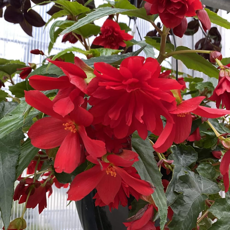 3 Red Begonia Live Plants, Begonia Flowering Plants, Flowers Outdoor Garden 4 Inches