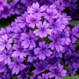 2 Perennial Purple Verbena Plants Live for Trailing Bushes Shrubs, Well Rooted in Pot, 5-9 Inches Tall