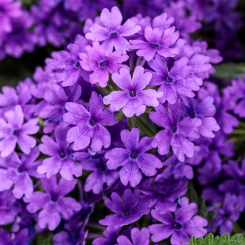 2 Perennial Purple Verbena Plants Live for Trailing Bushes Shrubs, Well Rooted in Pot, 5-9 Inches Tall