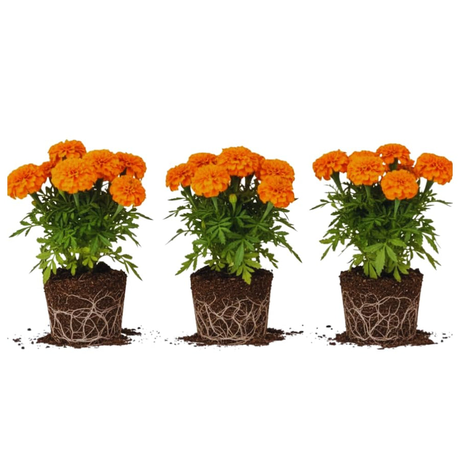 Orange Marigold Plants Live, 3 Starter Plant, Live Marigold Flower Plants Indoor or Outdoors Growing Planting Gardening