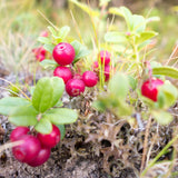 Set of 3 Live Cranberry Plants, 3 to 5 Inches Tall, Cranberry Starter Plants Live, Edible Berry Plants for Raised Beds, Containers, and Outdoor Landscapes