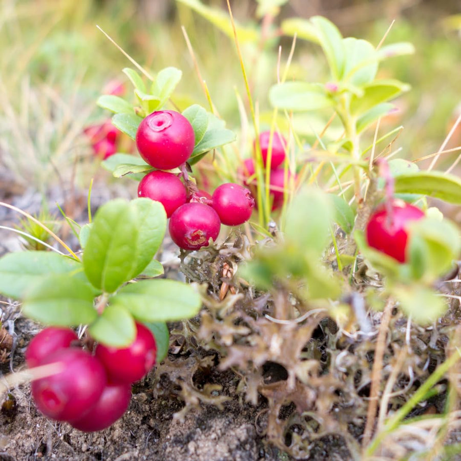 Set of 3 Live Cranberry Plants, 3 to 5 Inches Tall, Cranberry Starter Plants Live, Edible Berry Plants for Raised Beds, Containers, and Outdoor Landscapes