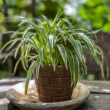 Spider Plant Live, Curly Spider Houseplant, 4-7 Inches Tall, for Indoor or Outdoor Growing