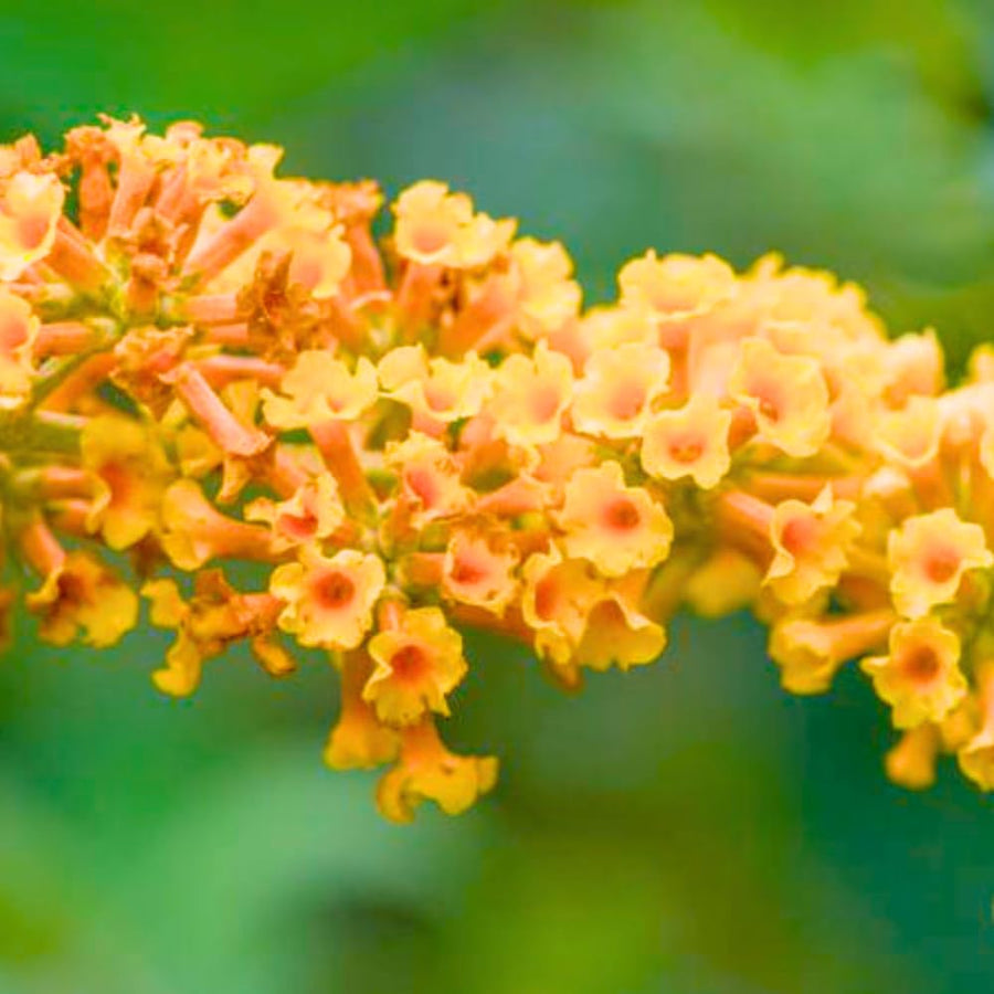 Butterfly Bush Shrubs, Yellow Butterfly Bush Live Plant Trees Shrub for Planting Garden Indoor Outdoor