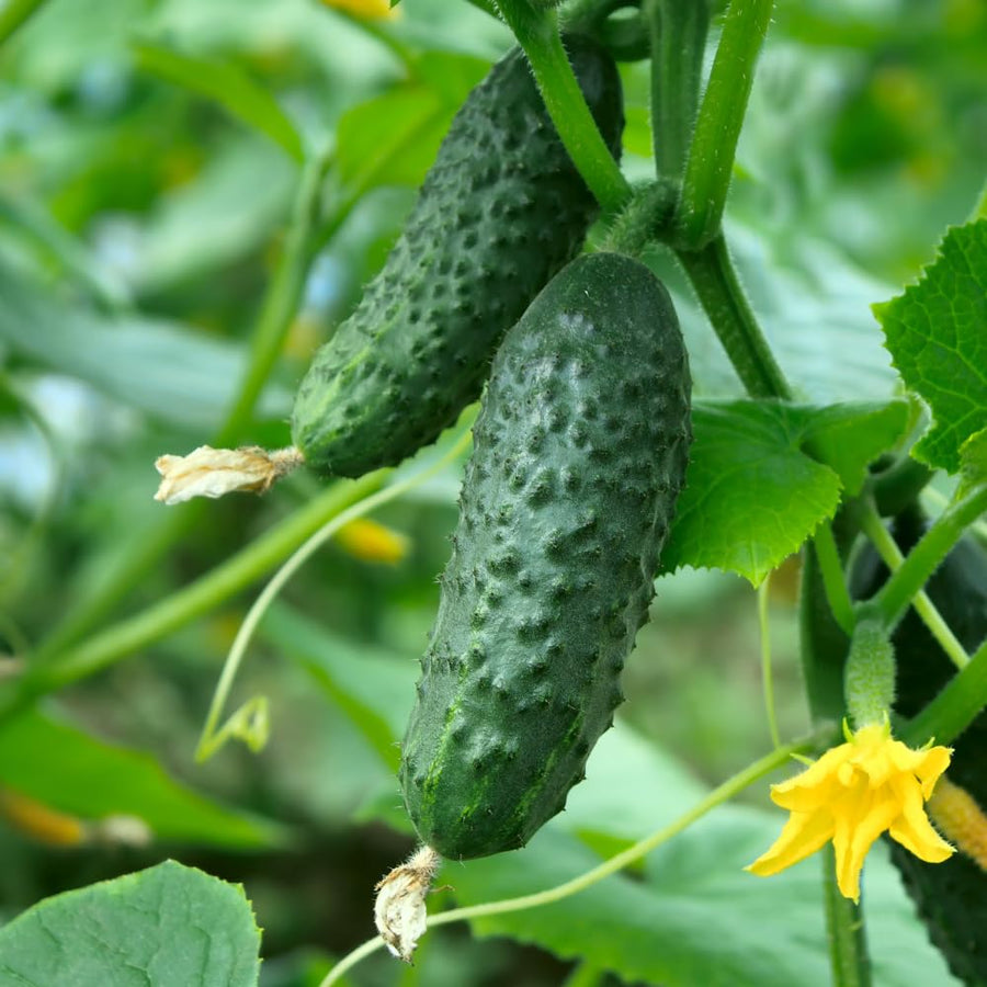 2 Cucumber Plants Live for Planting, Green Cucumber Live Plant in 4 Inches Pot, Well Rooted from 6 to 8 Inches Tall for Vegetable Garden, Cucumbers Starter Plant