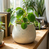 Money Tree Plant, Money Live Plant, 4-7 Inches Tall in 4 Inch Pot, Pilea Peperomioides Houseplant for Indoor Outdoor Houseplant