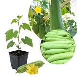Loofah Plant Live, Luffa Plant Live, Luffa Live Plant, 4-8 Inc Tall, Well Rooted, Climbing Vegetable Vine for Outdoor Growing