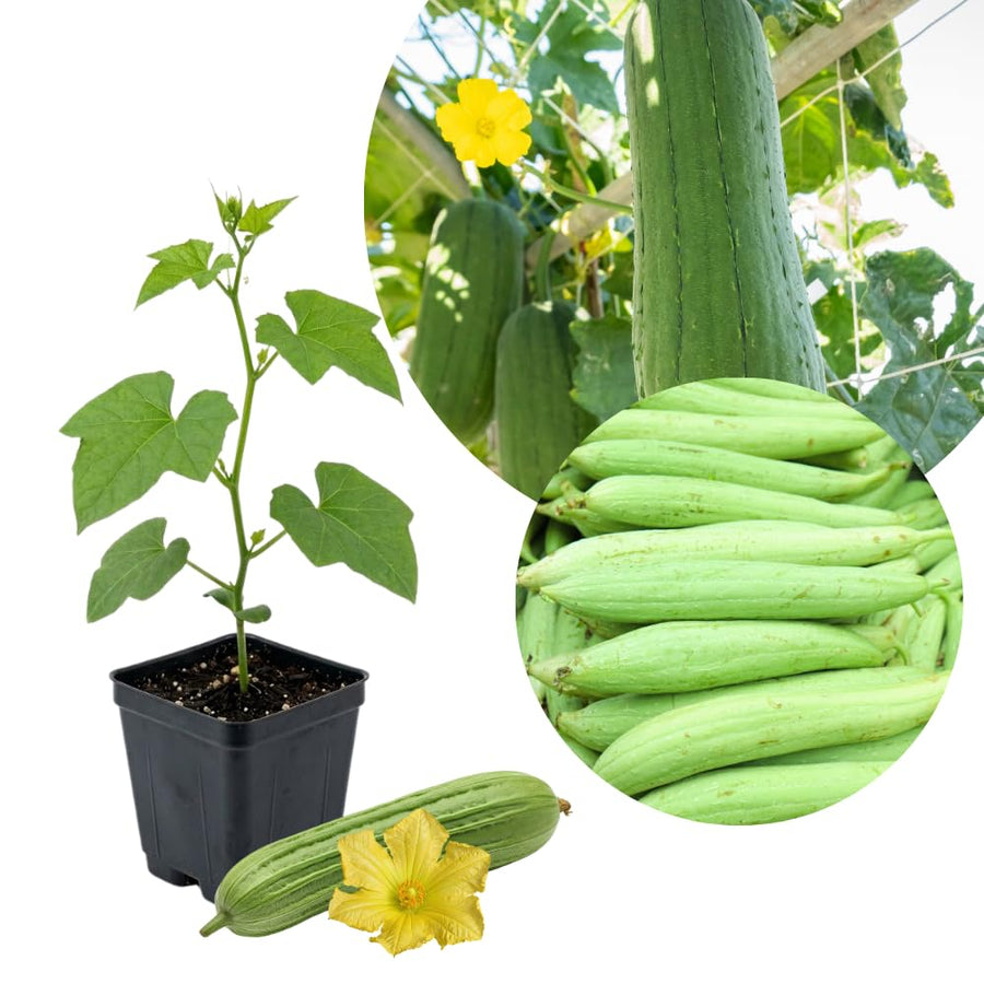 Loofah Plant Live, Luffa Plant Live, Luffa Live Plant, 4-8 Inc Tall, Well Rooted, Climbing Vegetable Vine for Outdoor Growing