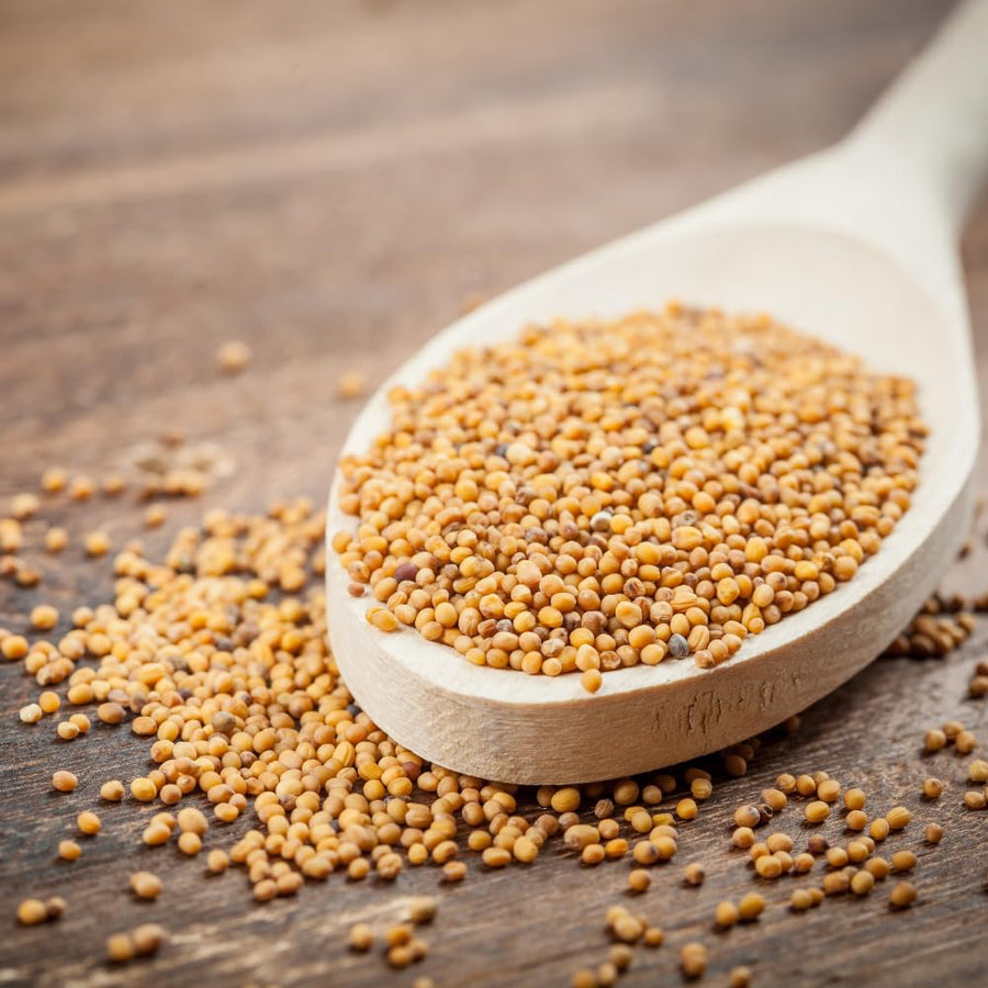 500 Florida Broadleaf Mustard Seeds, Green Mustard Vegetable Seed for Outdoor Garden, Easy Care for
