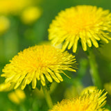 Dandelion Plant Live in 4 Inch Pot, Yellow Dandelion Live Plant, 4-6'' Tall, Live Dandelion Plants for Outdoor Planting, Well-Rooted, Edible Leaves