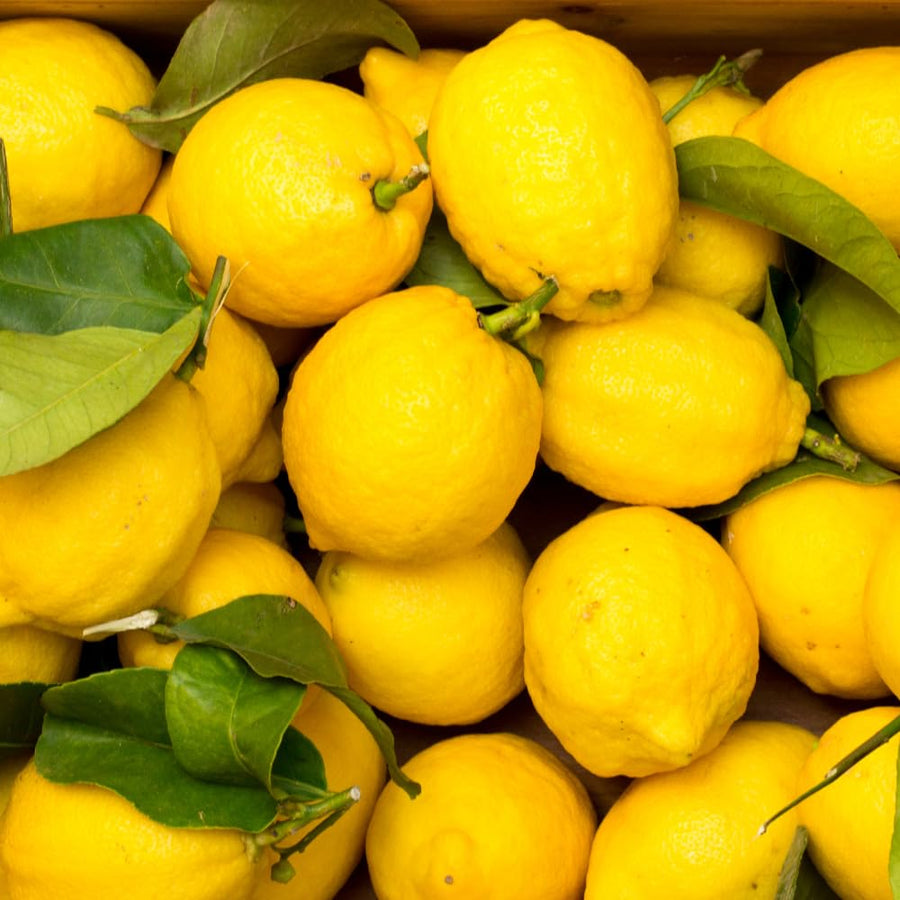 Lemon Tree Live Plant, 3-4 Feet Tall, Well Rooted Grafted Citrus Tree, Live Fruit Trees, Easy Care, Low Maintenance (Yellow Lemon Tree)