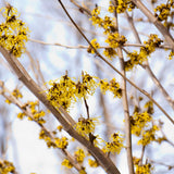 Witchhazel Live Plant, Yellow Flowering Bushes, 12-16 Inches Tall, Witch Hazel Plant for Outdoor Garden, Dormant in Winter