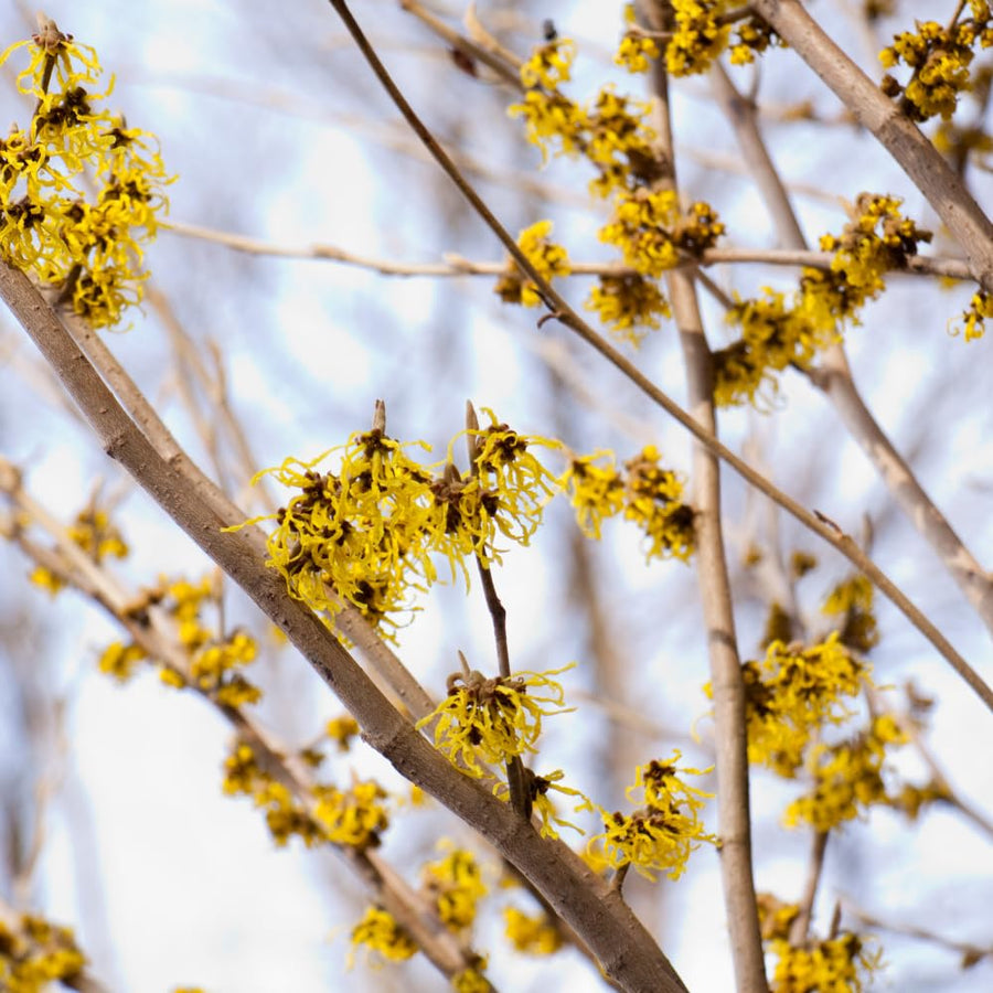 Witchhazel Live Plant, Yellow Flowering Bushes, 12-16 Inches Tall, Witch Hazel Plant for Outdoor Garden, Dormant in Winter