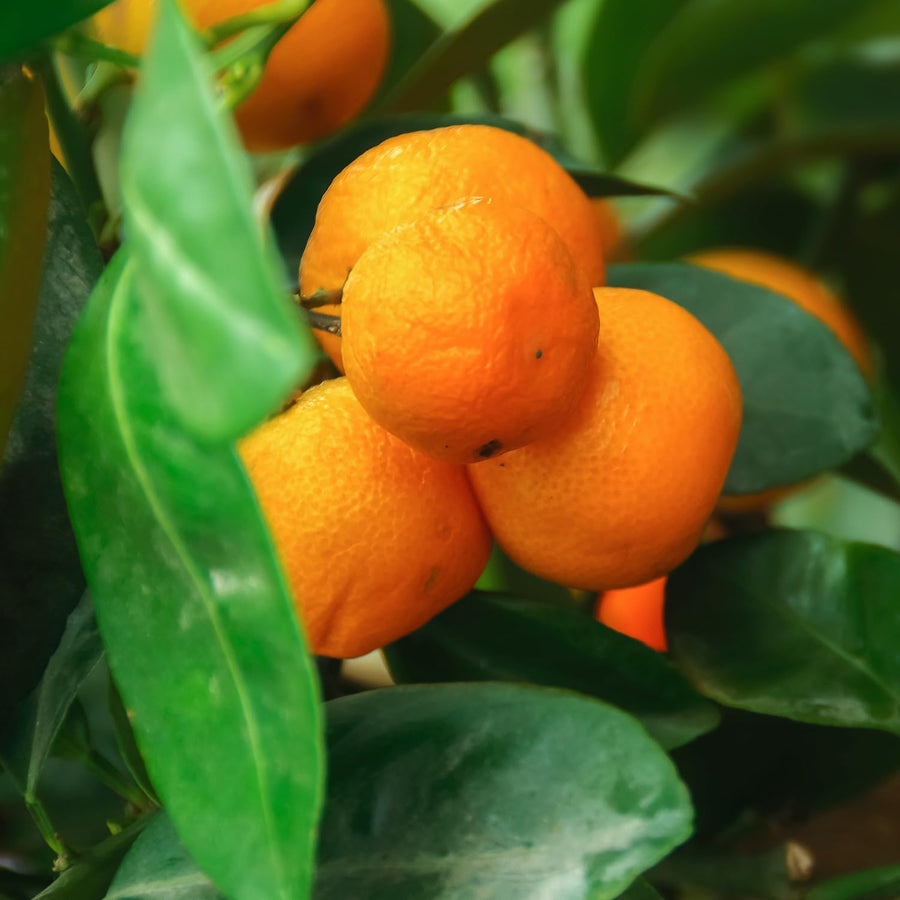 Ready Plant Tangerine Tree Live, 3 Years Old 3 Feet Tall, Grafted Citrus Tree for Outdoor Indoor Planting, Sweet Tangerine Orange Fruit Tree