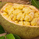 Jackfruit Plant Live, 6-8 Inch Tall Tropical Fruit Tree Seedling in 4" Pot, Fast Growing Jackfruit Tree for Outdoor Planting