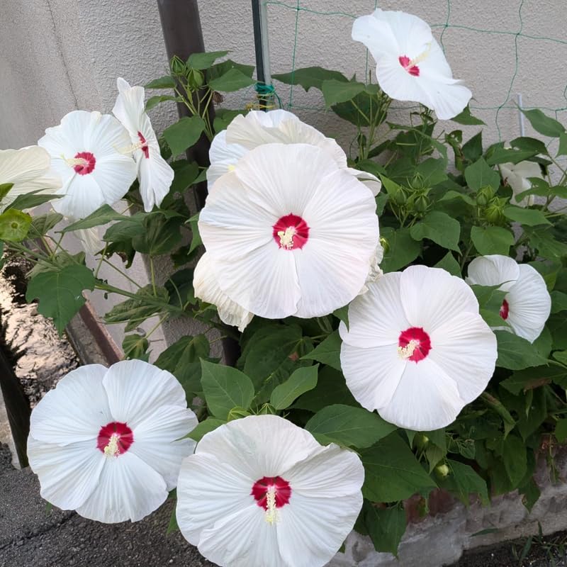White Hibiscus Plant Live, Hardy Hibiscus Flowers for Outdoor Landscapes, 5-9 Inch Height, Ornamental Hibiscus Bush Shrub, Well-Rooted, No Pot