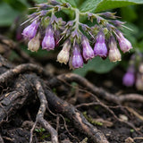 5 Comfrey Bocking 14 Live Roots, Fast Growing Perennial Herb Plant for Garden, 4 Inches Cuttings