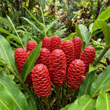 2 Awapuhi Shampoo Ginger Live Plants, Zingiber Zerumbet Pinecone Ginger Lily, Shampoo Ginger Plants Live for Outdoor Planting, 3–5 Inches Tall, Tropical Garden Plant, No Pot