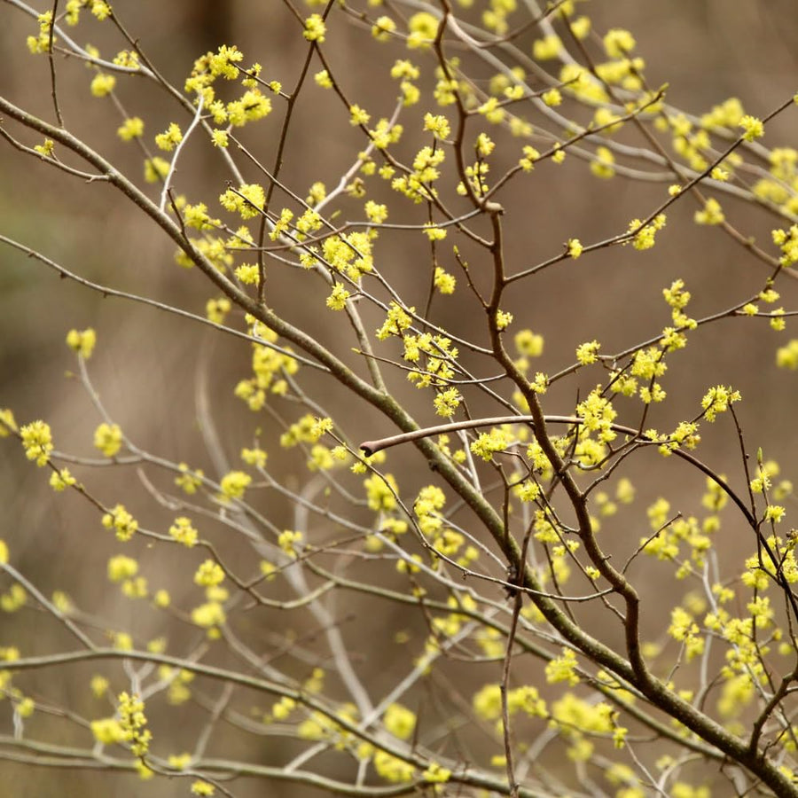 Spicebush Live Plant in Quart Pot, Fragrant Leaves, Hardy Shrub, 8-12 Inches Tall for Outdoor Gardening