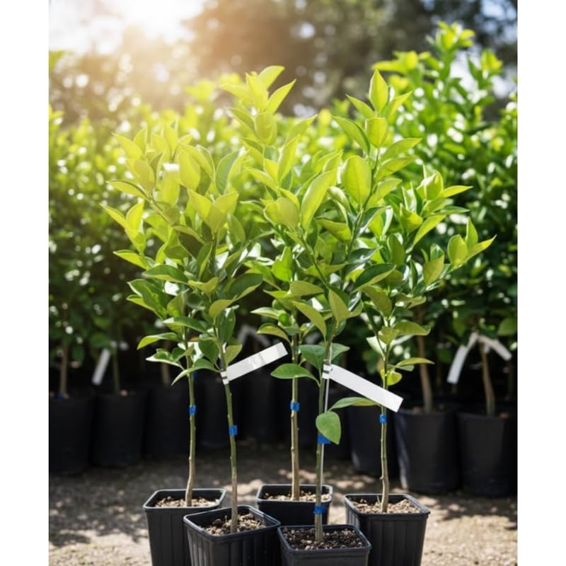 Blood Orange Tree Live Plant, 3 Feet Tall Grafted Citrus Tree, Sweet Red Orange Fruit Tree for Outdoor Planting
