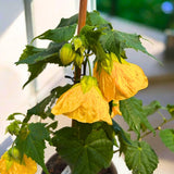 Yellow Abutilon Live Plant, Abutilon Flowering Vine, Trailing Lantern Flower Well Rooted 5-7 Inch Tall