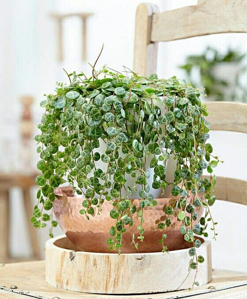 String Plant Live 4 Inch Pot, Rare Succulents Plants in Hanging Baskets, Trailing Succulent Houseplant for Home Office (String of Turtles)
