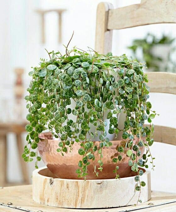String Plant Live 4 Inch Pot, Rare Succulents Plants in Hanging Baskets, Trailing Succulent Houseplant for Home Office (String of Turtles)