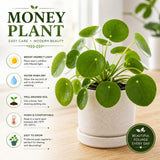 Money Tree Plant, Money Live Plant, 4-7 Inches Tall in 4 Inch Pot, Pilea Peperomioides Houseplant for Indoor Outdoor Houseplant