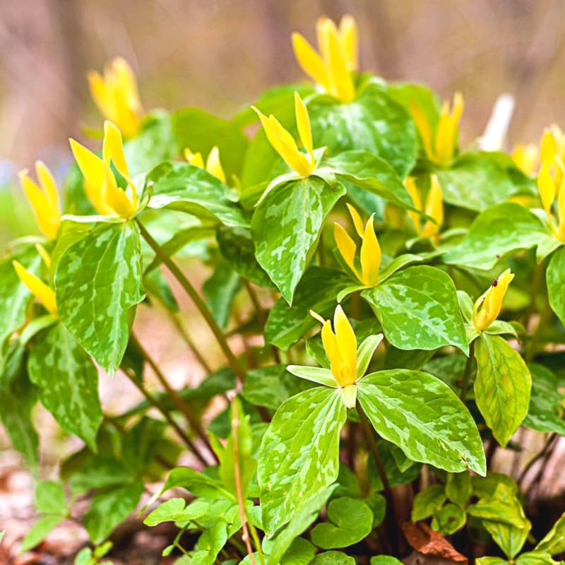 10 Mix Trillium Bulbs, Large Trillium Bulbs for Planting, Flower Bulb Shade Gardening Outdoor