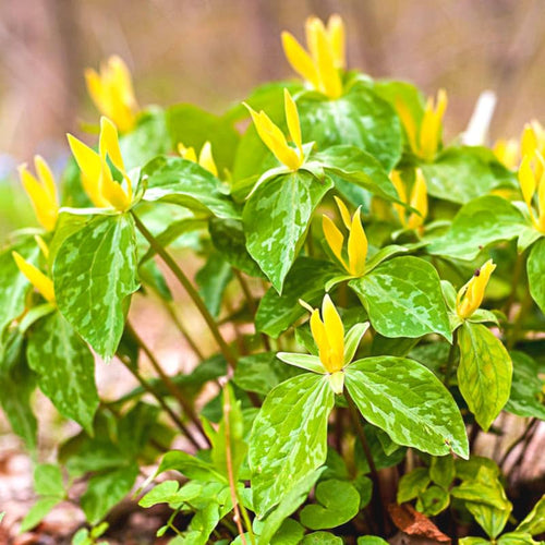 10 Mix Trillium Bulbs, Large Trillium Bulbs for Planting, Flower Bulb Shade Gardening Outdoor