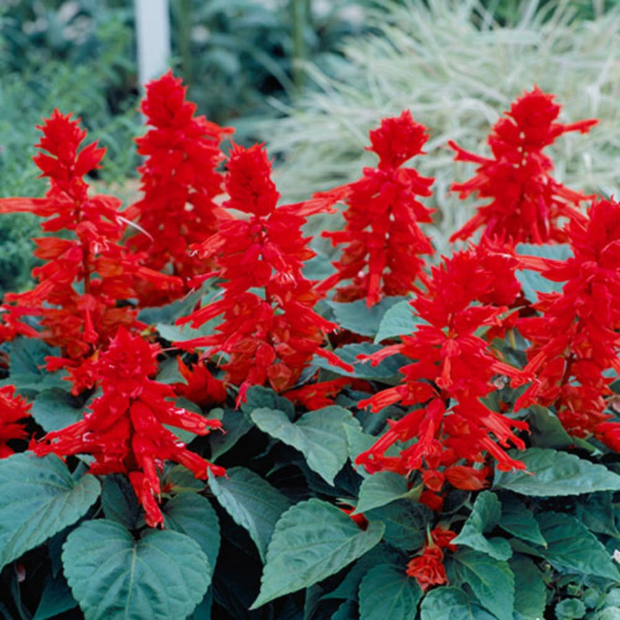 Red Salvia Plant Live in 4 Inc Pot, Perennial Flower for Outdoor Indoor Planting, Hardy Sage Live Plant, Well-Rooted, 3-6 Inch Tall