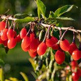 4 Red Goji Berry Plants Live for Planting Outdoors, Goji Berry Tree Live Plant 6-9 Inches Tall, Goji Berry Fruit Tree Plant Live
