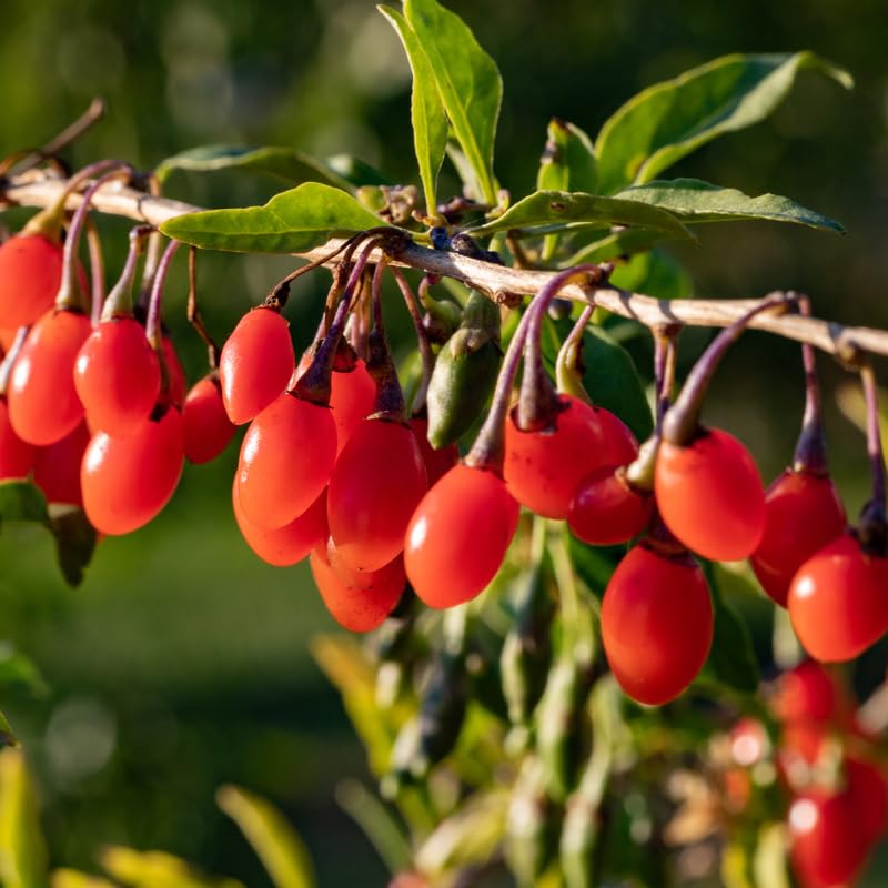 4 Red Goji Berry Plants Live for Planting Outdoors, Goji Berry Tree Live Plant 6-9 Inches Tall, Goji Berry Fruit Tree Plant Live