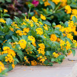 2 Lantana Plants Live, Perennial Live Flowering Lantana, Container Growing 4-9 Inch Tall - Yellow