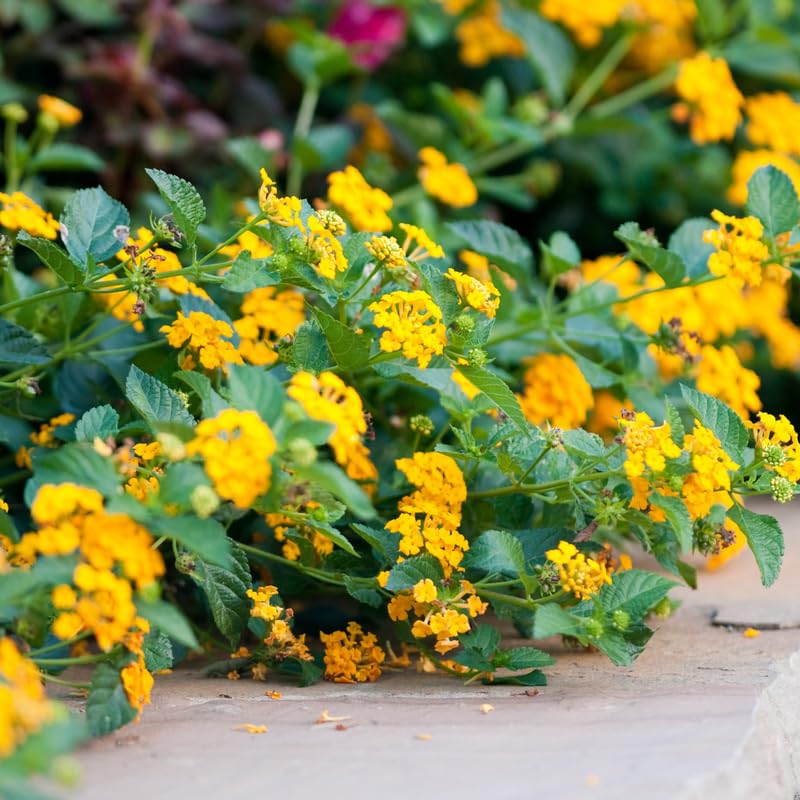 2 Lantana Plants Live, Perennial Live Flowering Lantana, Container Growing 4-9 Inch Tall - Yellow